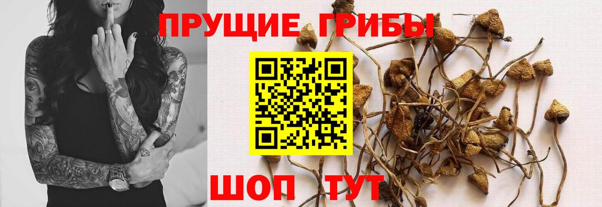 Псилоцибиновые грибы Psilocybe Владивосток
